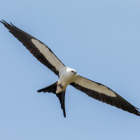 Swallow-tailed Kite